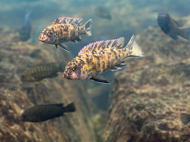 Labeotropheus trewavasae 'Gome'